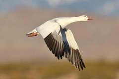 Snow Goose